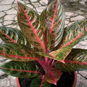 Aglaonema Bangkok