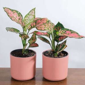 Aglaonema Pink
