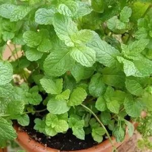 Common Mint Plant, Pudina