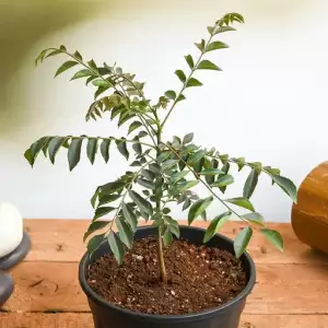 Curry Leaves, Kadi Patta, Murraya koenigii, Meetha Neem