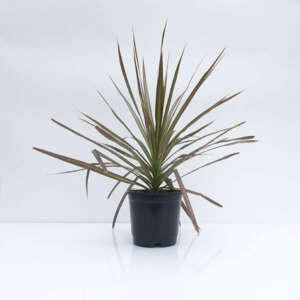 Dracaena Colorama