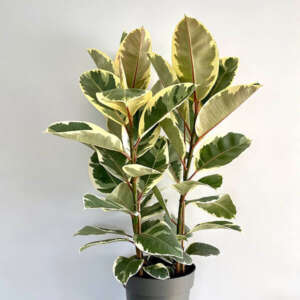 Ficus Elastica