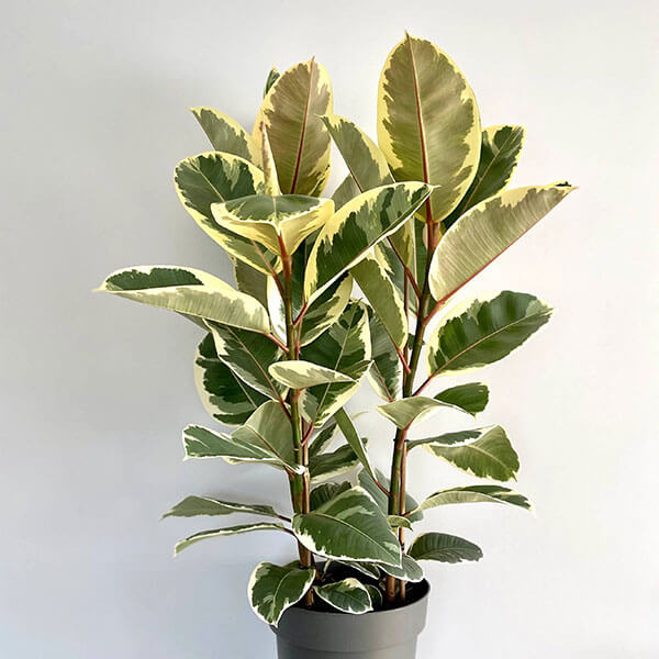 ficus-elastica