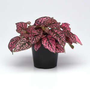 Hypoestes