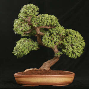 Jade Bonsai