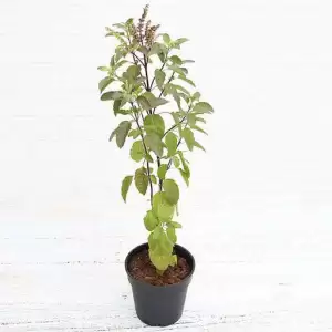 Krishna Tulsi Plant, Holy Basil, Ocimum tenuiflorum (Black)