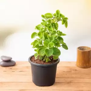 Mexican mint, Patharchur, Ajwain Leaves