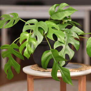 Mini Monstera