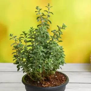 Origanum Majorana, Marjoram, Marwa