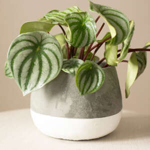 Peperomia Watermelon
