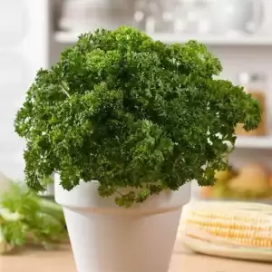 Petroselinum Crispum