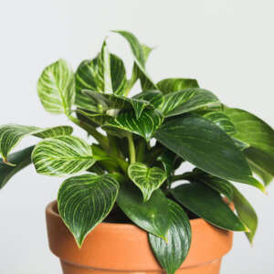 Philodendron