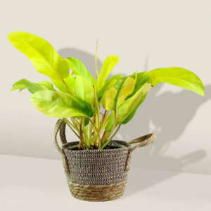 Philodendron Ceylon Golden