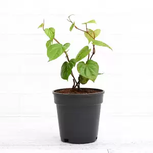 Piper Betel, Maghai Paan