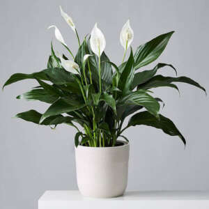Spathiphyllum