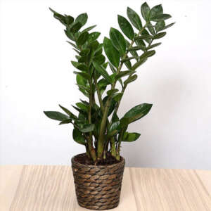 Zamia big