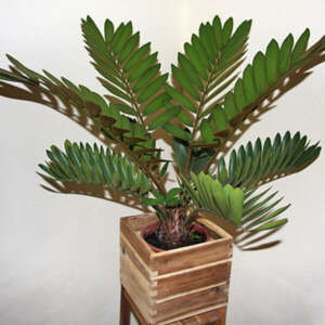 Zamia pumila